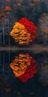 A tree with red leaves is reflected in the water photo