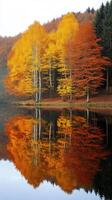 A group of trees with their leaves changing color photo