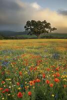 Beautiful meadow under a cloudy sky photo