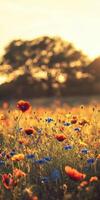 Bright blooms in sunlit field photo