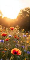 Meadow at sunset photo
