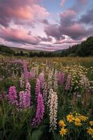 Meadow blooms under clouds photo