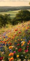 A field of wildflowers in the sunset photo