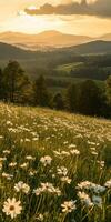 A field of daisies at sunset photo