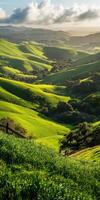 Lush green hills at sunset glow photo