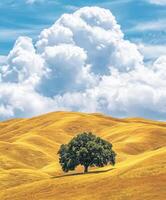 Vast golden hills with lone tree photo