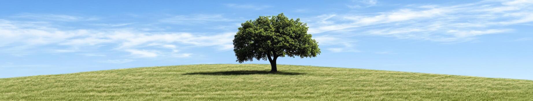 Tree on grassy hill photo