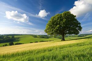 Green field, blue sky photo
