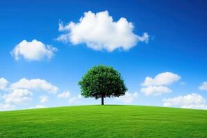 Lone tree against a bright sky photo