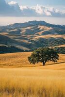 Golden hills with solitary tree photo