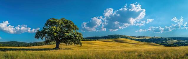 Vast green meadow under blue sky photo