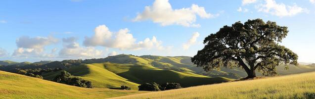 A tree on a hill photo