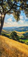 Golden hills under a blue sky photo