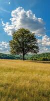 Beautiful lone tree in sunny field photo