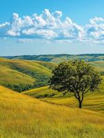 Vibrant landscape with a lone tree photo