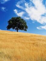 Beautiful tree on golden hillside photo