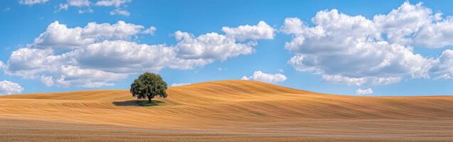 Vast golden fields under blue skies photo
