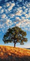 A lone tree stands on a hill in front of a blue sky photo