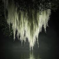 Moss drapes gracefully over water photo