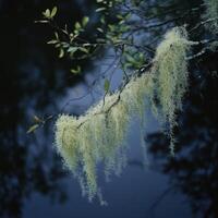Moss hangs over branches photo