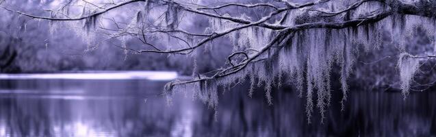 A tree with spanish moss hanging from it photo