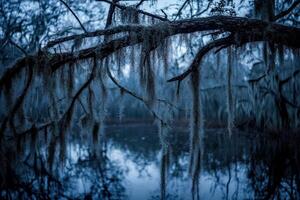 Moss hangs on branches at dusk photo