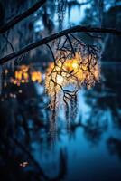 Dusk moss over still water photo