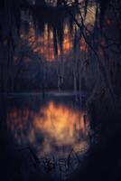 A sunset over a pond with spanish moss hanging from the trees photo