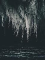 Moss over calm water photo