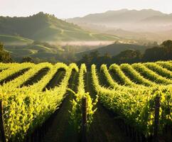 Vineyard rows during sunrise glow photo