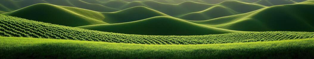 Sunset over vast vineyards photo
