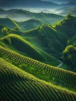 Vineyards in rolling hills photo