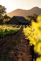 Vineyard at sunset behind barn photo