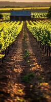 Vineyard rows glow in golden light photo