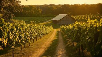 Sunset vineyards by barn photo