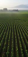 Vines thriving in vineyard photo