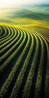 Vast green vineyard in gentle waves photo
