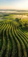 An aerial view of a vineyard field at sunrise photo