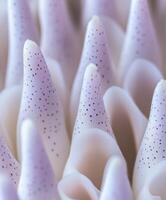 Lavender spikes with gentle texture photo