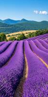 Fields of lavender under bright sky photo
