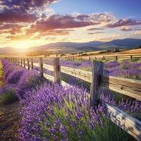 Sunset lavender by mountains photo