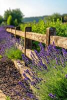 Lavender blooms by rustic fence photo
