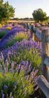 Lavender fields in the australian outback photo