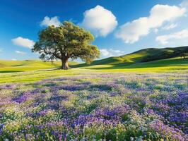 A lone oak tree in a field of purple flowers photo