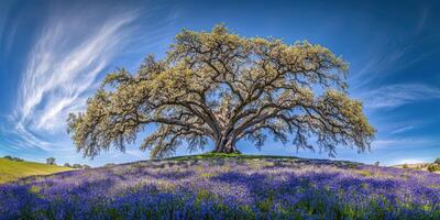 Majestic oak tree with blue flowers photo