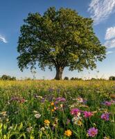 A large tree in a field photo