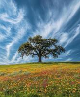 Vibrant meadow under blue photo