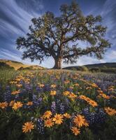 Tree amid wildflowers photo