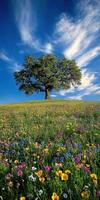 Expansive meadow under a blue sky photo