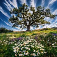 Majestic tree on a sunny day photo